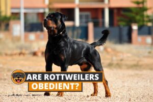 obedient rottweilers
