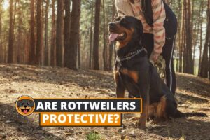 protective rottweiler