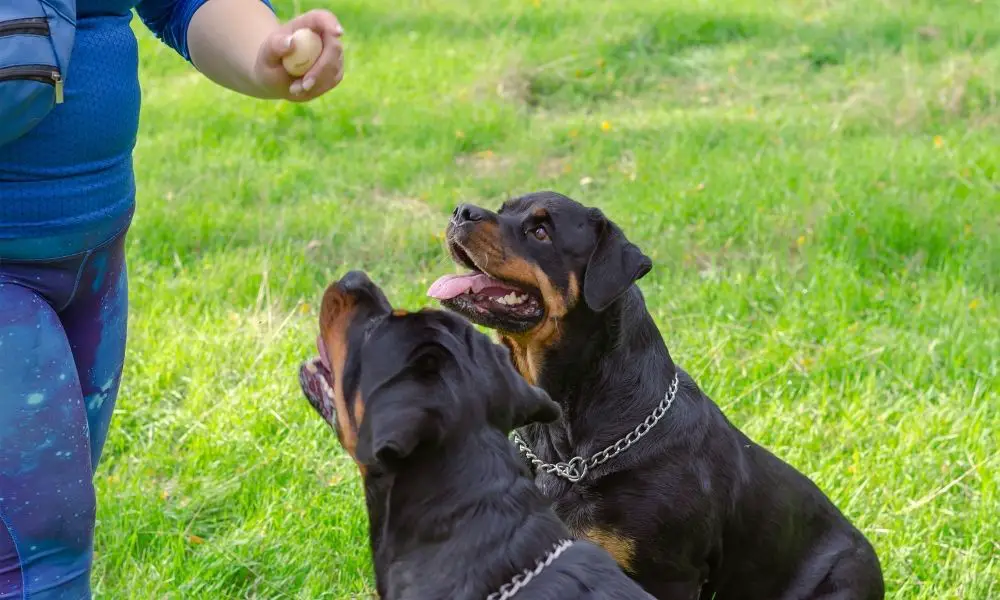 Obedient rottweilers