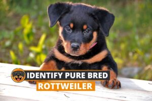 pure bred rottweiler