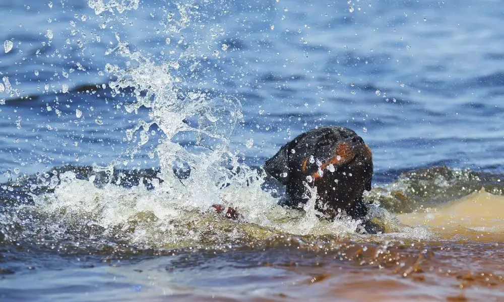 Rottweiler swimming
