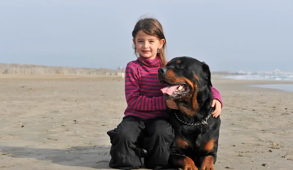 rottweiler with a kid