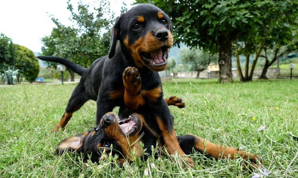 two rottweilers