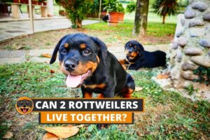 two rottweiler