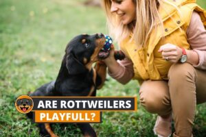 playful rottweiler