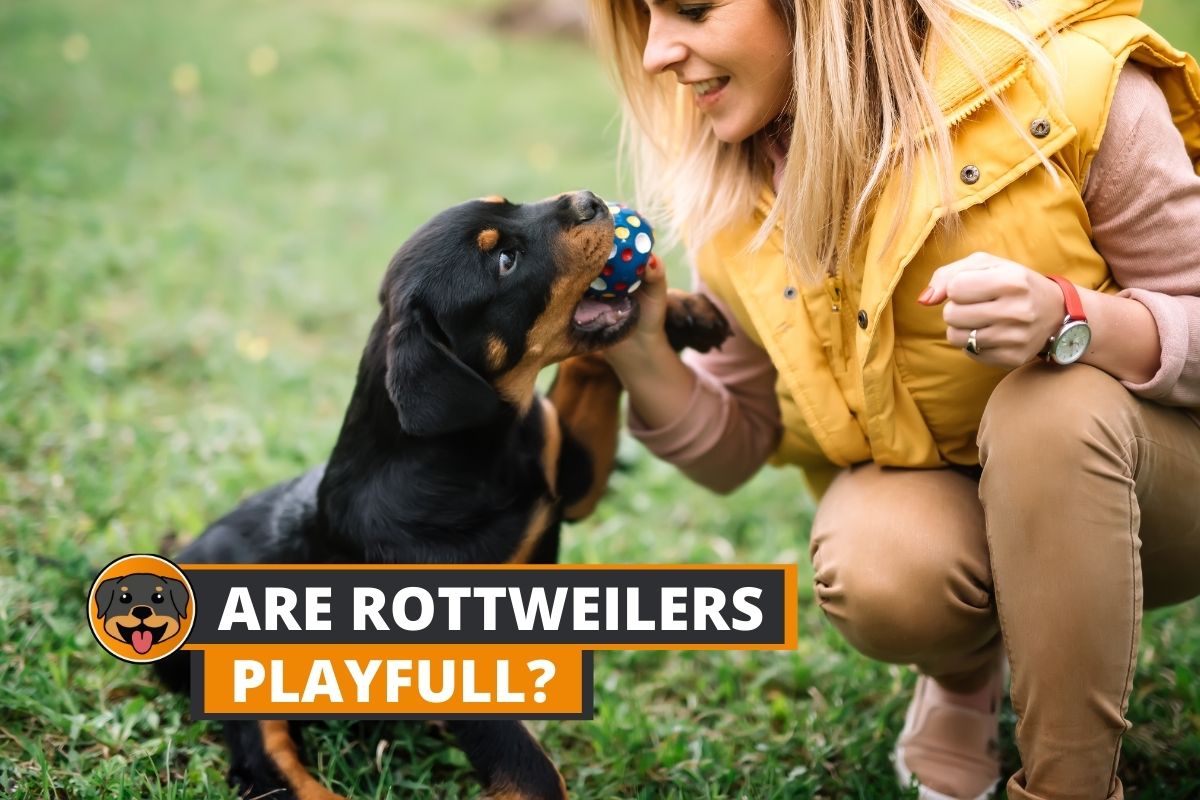 playful rottweiler