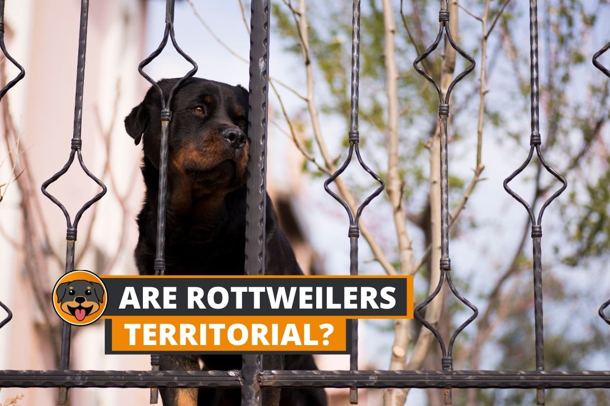 are rottweiler teritorial