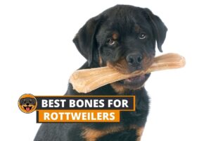 Best bones for rottweilers
