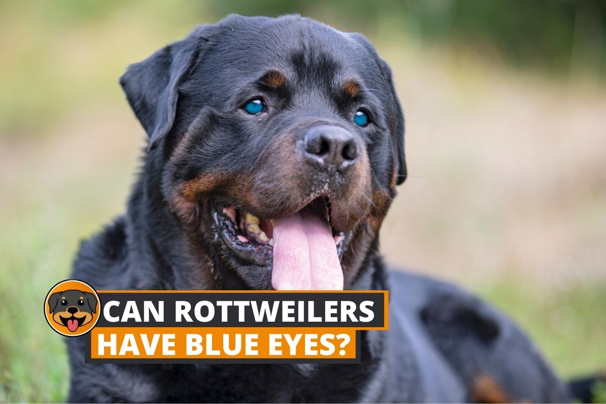 rottweiler with blue eyes