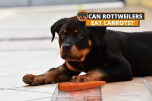 Can rottweilers eat carrots