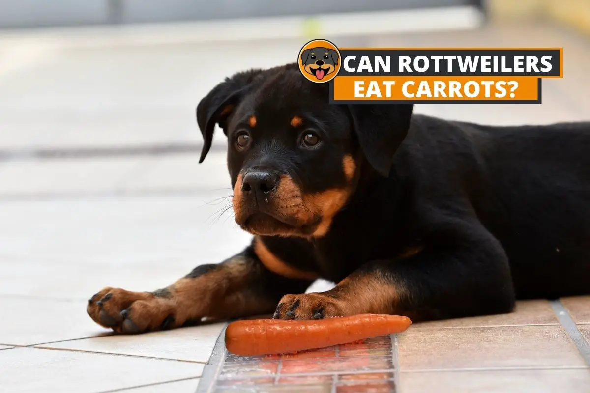 can rottweiler eat carrots? 2