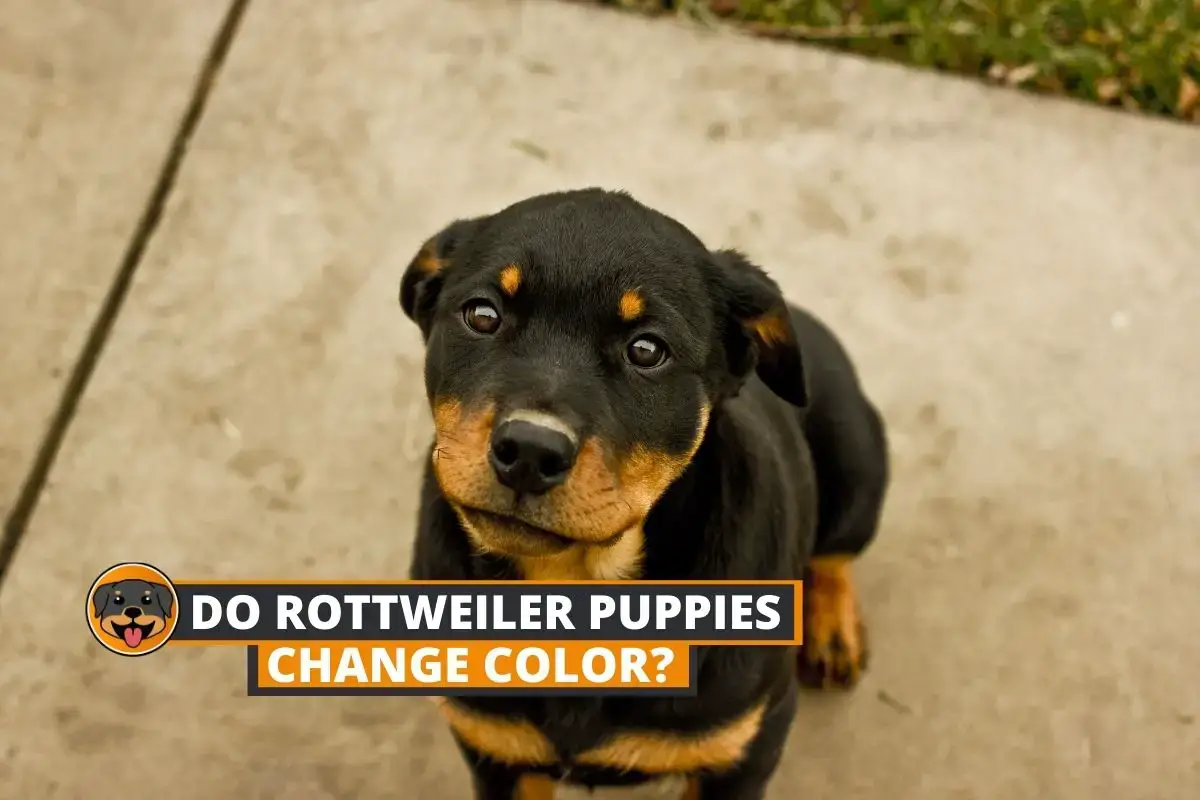 what should i look for in a rottweiler puppy