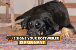 is my rottweiler pregnant