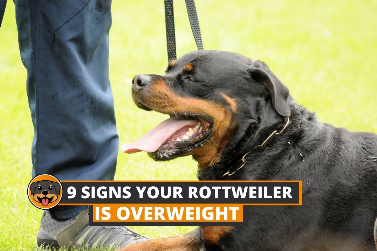 overweight rottweiler