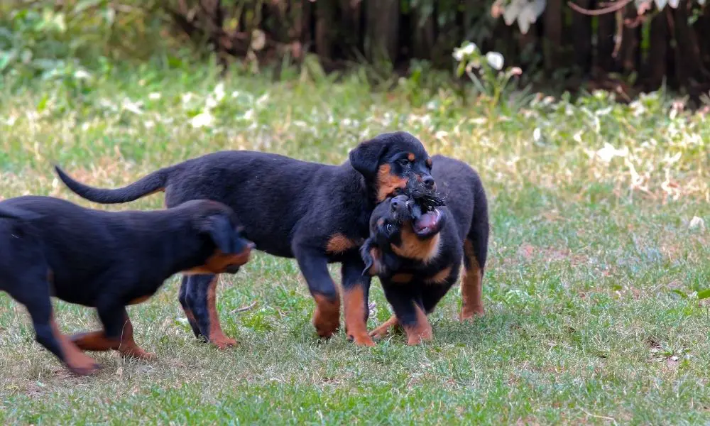 rottweilers playing