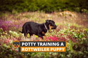 potty training rottweiler puppy