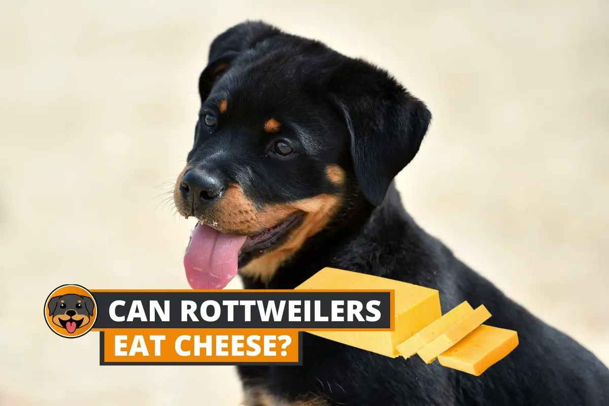 Rottweiler eating cheese