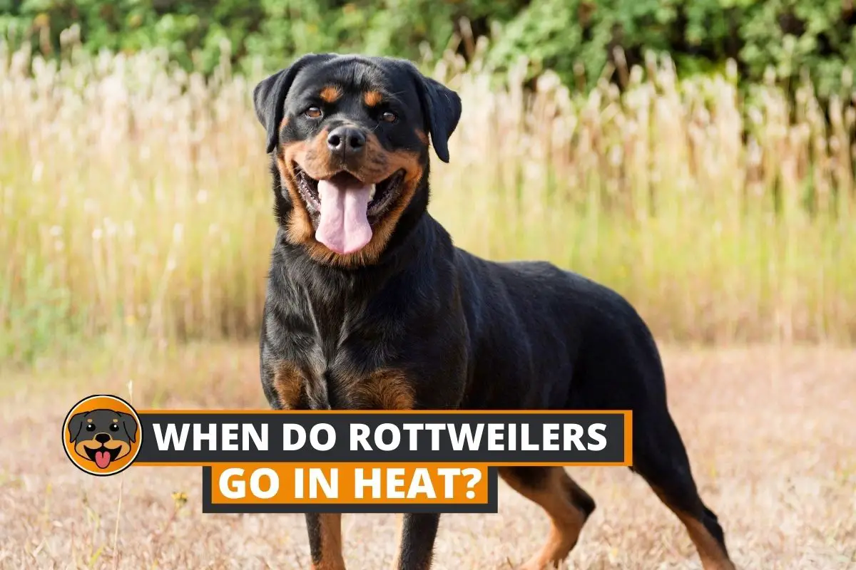 When do female rottweiler go in heat