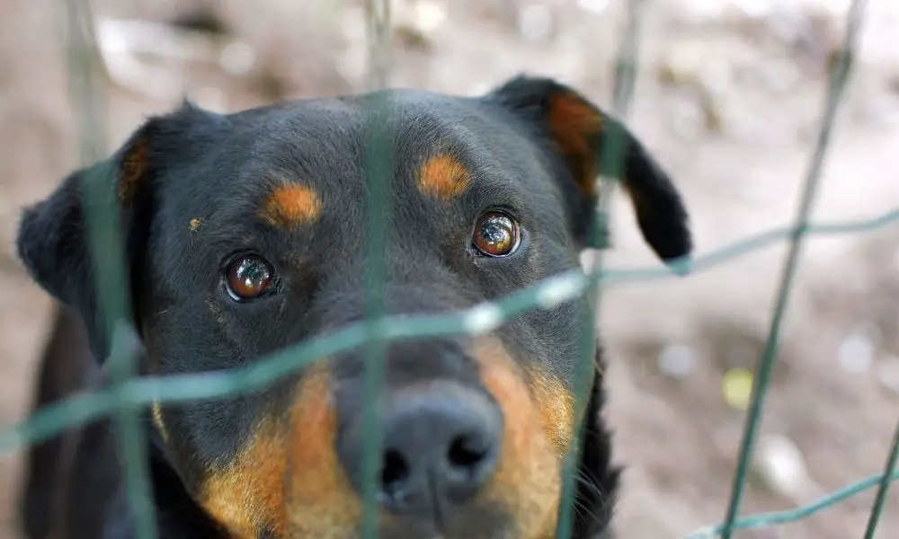 rottweiler in cage