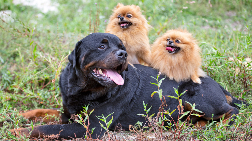 rottweiler with other dogs