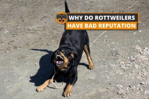 Rottweiler barking