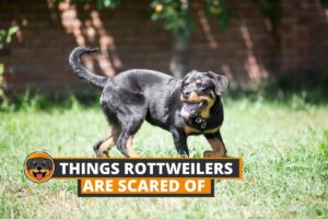 scared rottweiler