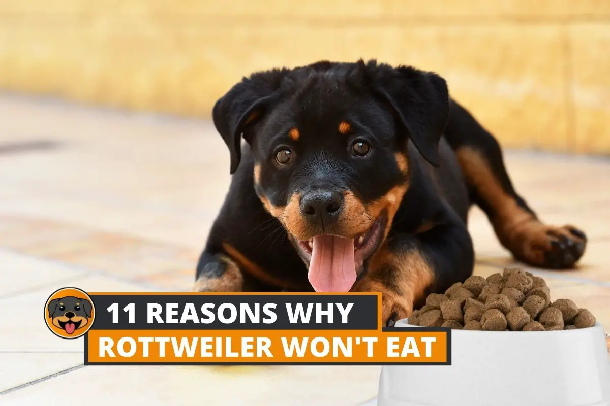 Why is my rottweiler not eating