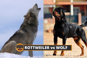 rottweiler and wolf