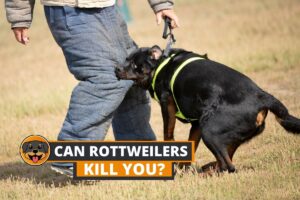 can rottweilers kill you