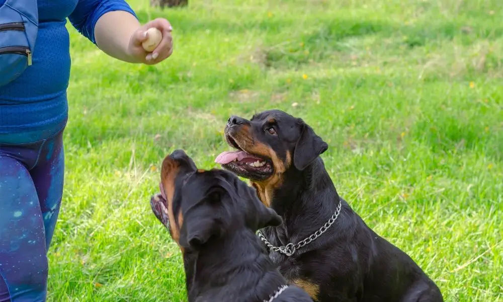 Rottweiler training