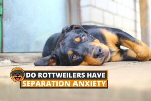 separation anxiety in rottweilers