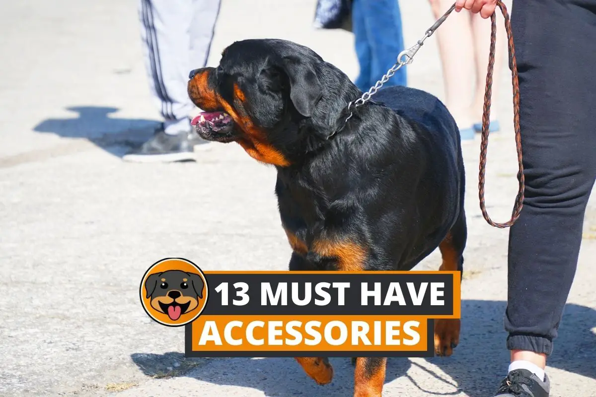 accessories for rottweiler