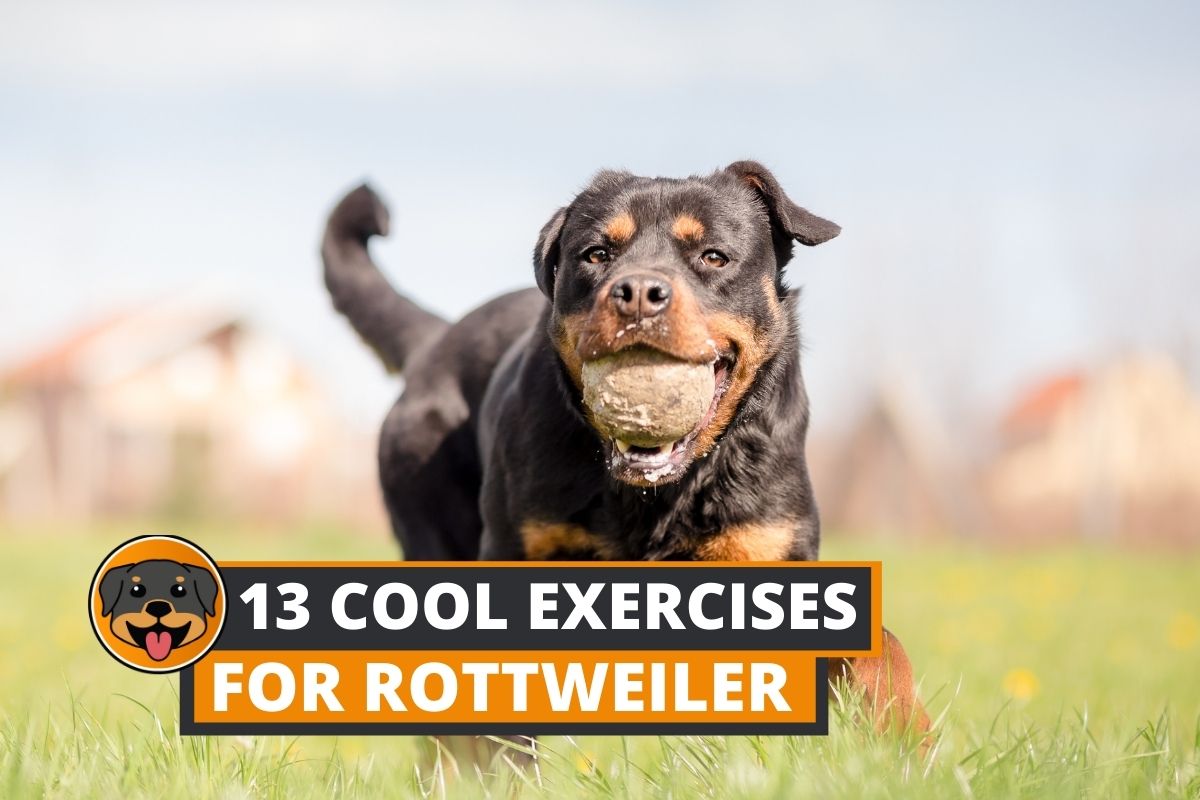 best exercise for Rottweiler