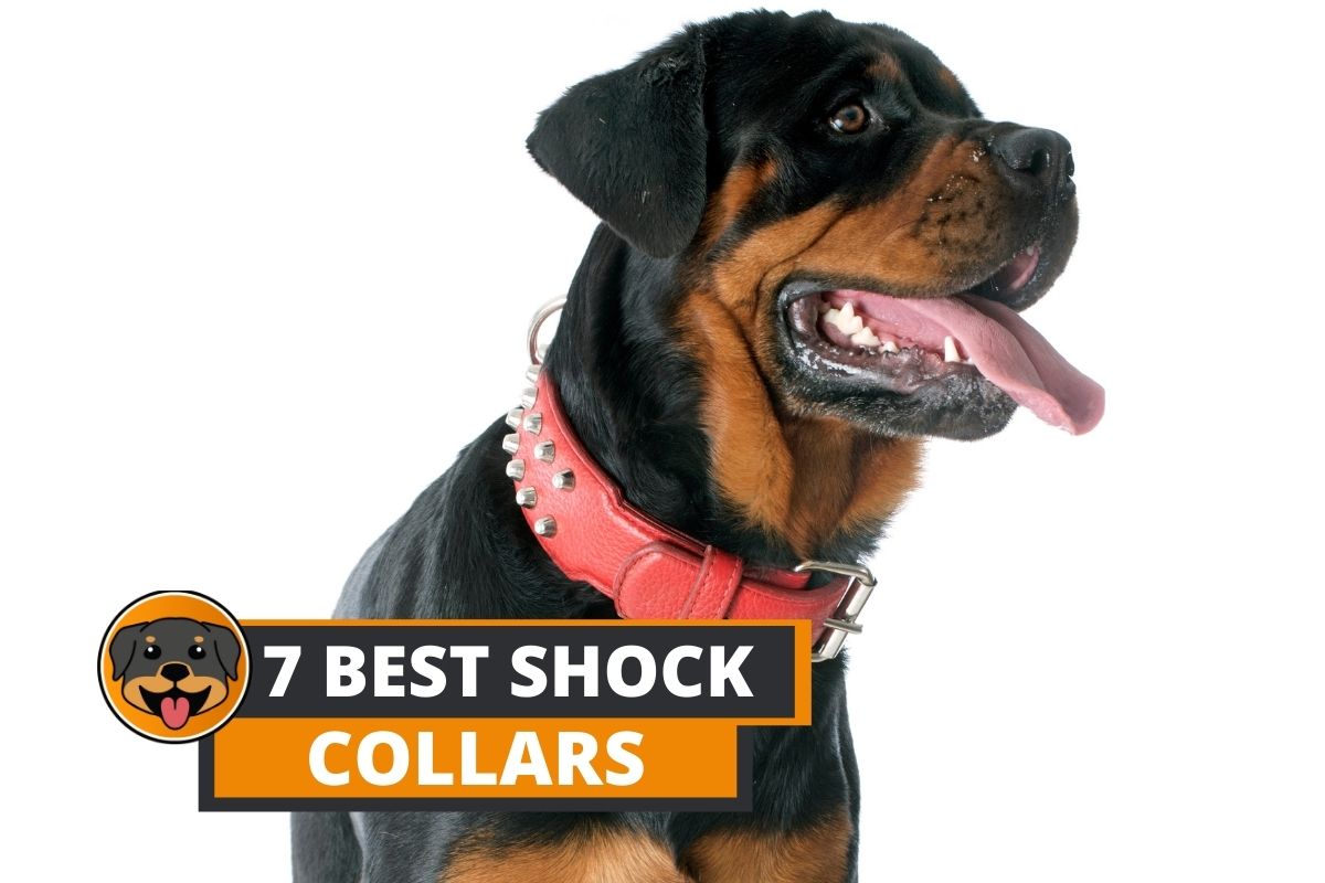 best shock collars for rottweilers