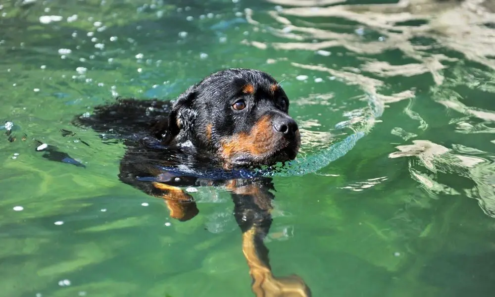 rottweiler swimming in water