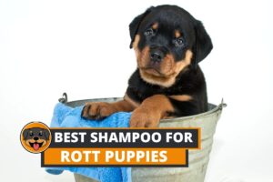 shampoo for Rottweiler puppies