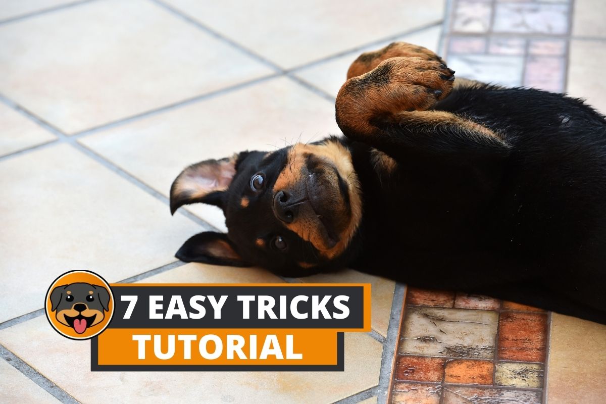 tricks to teach your rottweiler