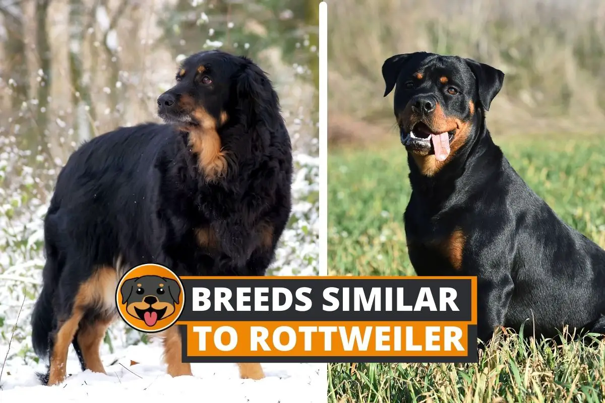 dogs similar to rottweiler