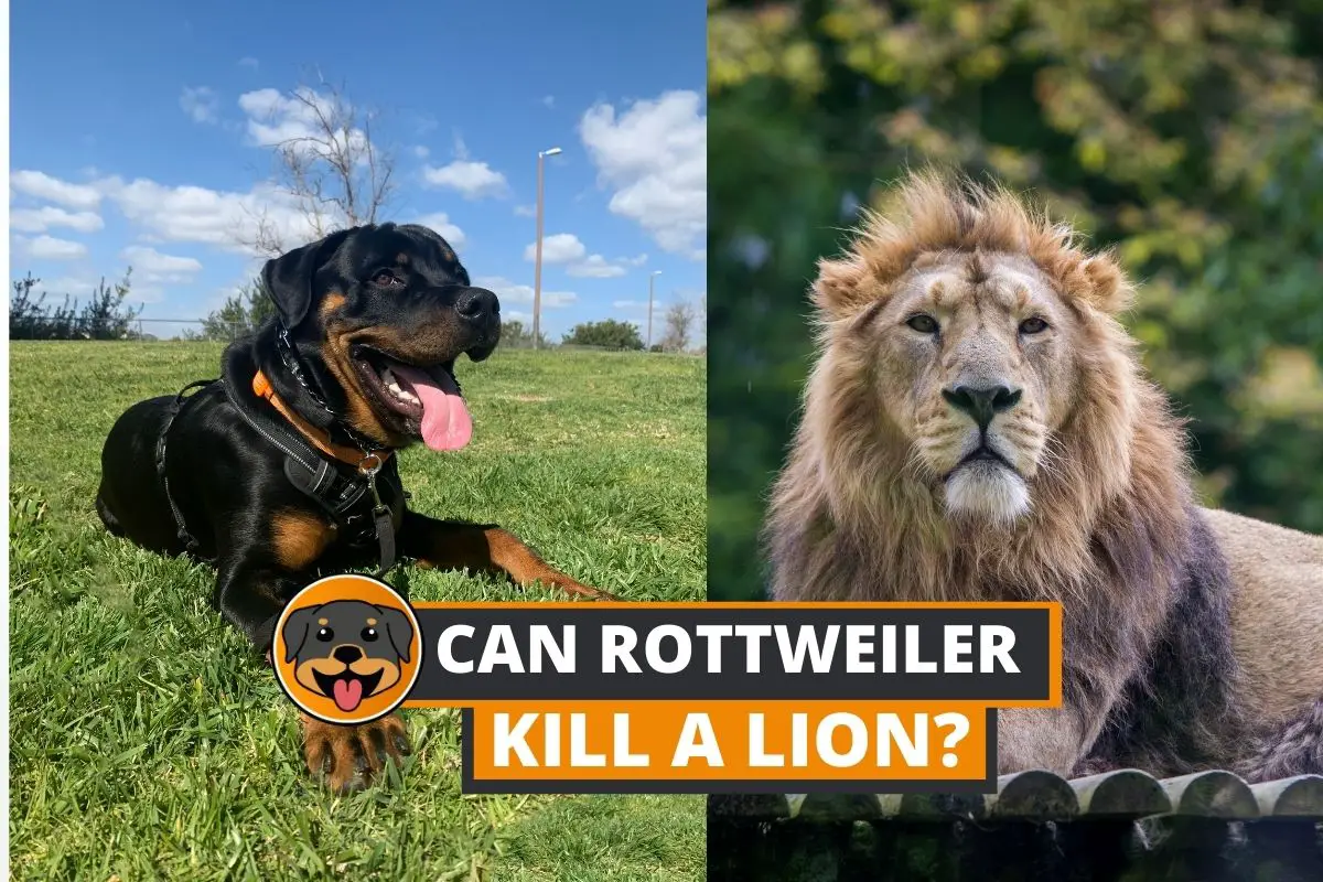 can rottweiler kill a lion