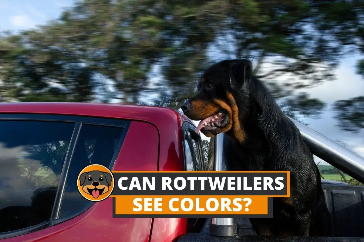 can rottweilers see colors