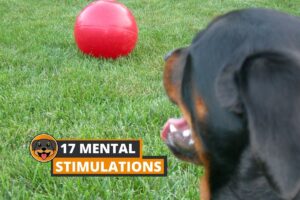 mental stimulations for rottweiler