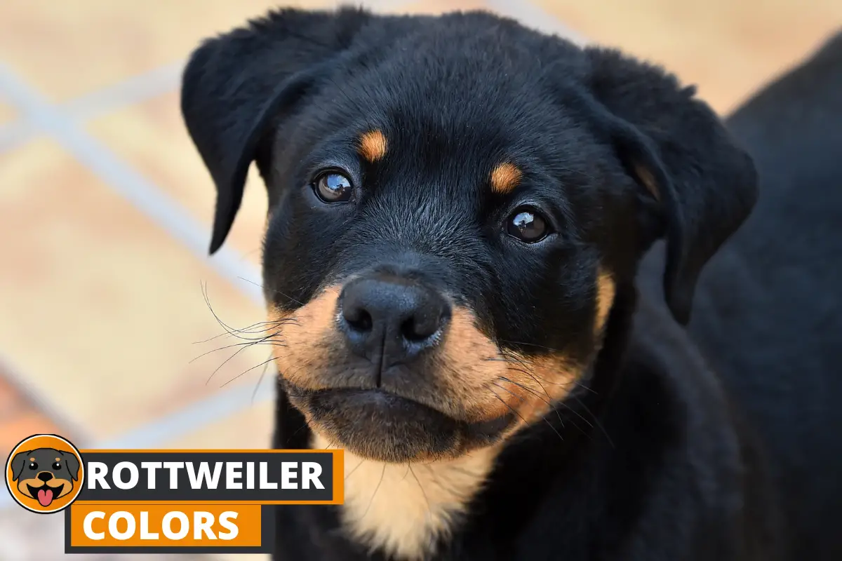 Rottweiler Colors - Various Combinations, Markings and Types