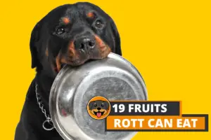 Fruits your Rottweiler Can Eat