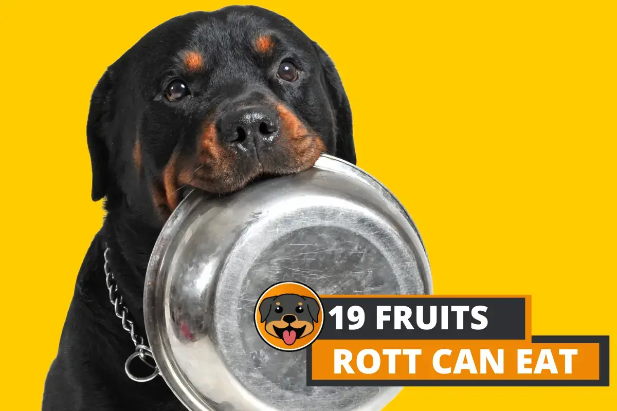 what vitamins can be given to rottweiler