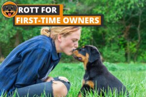 Rottweiler for First-Time Dog Owners