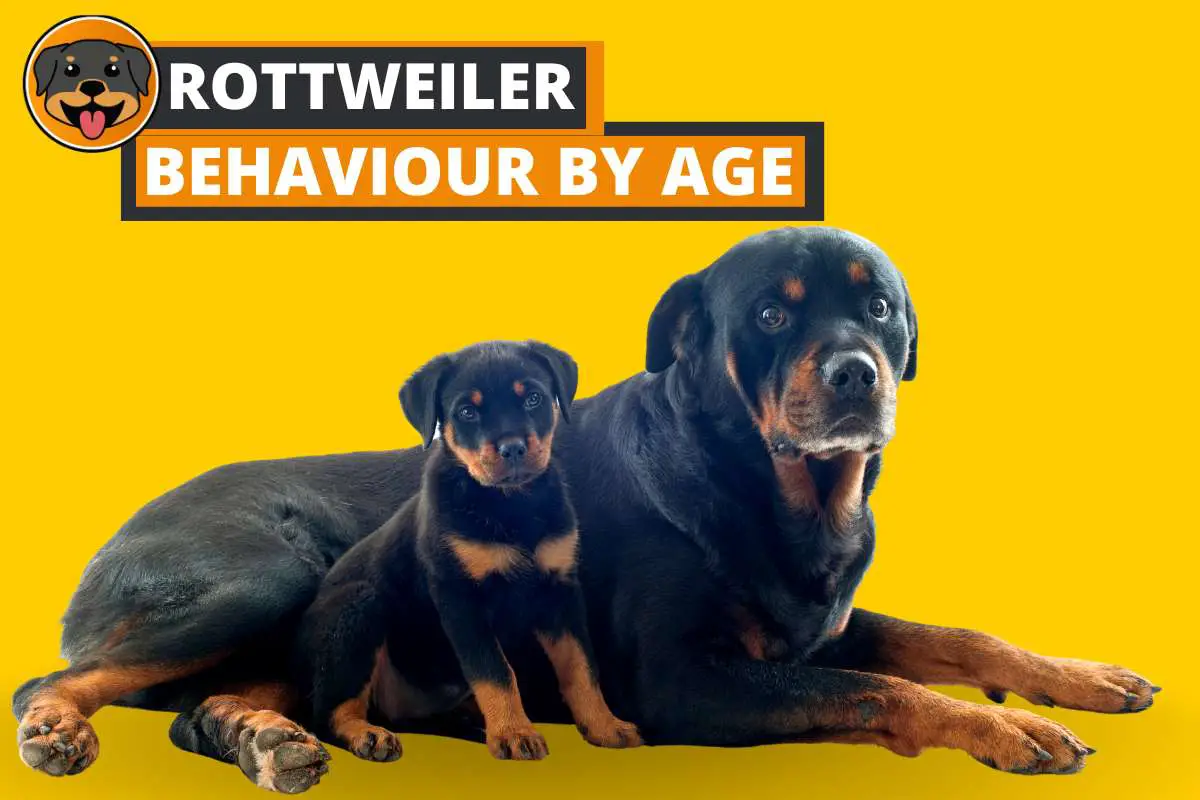 Rottweiler Behavior by Age (What Changes to Expect)