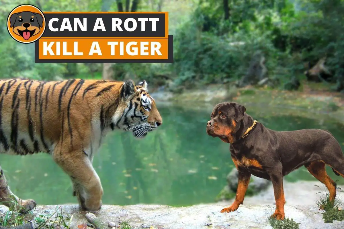 Can a Rottweiler kill a Tiger?