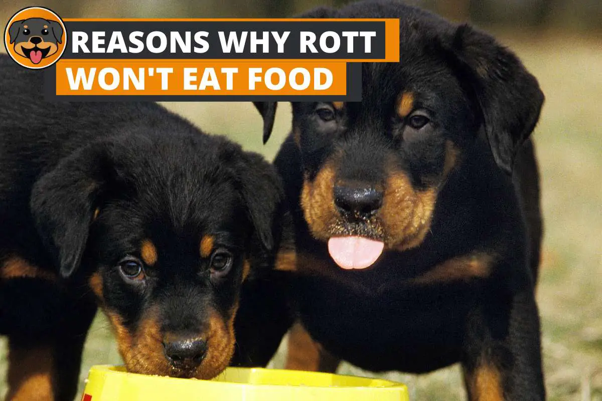 9 Possible Reasons Why Your Rottweiler Won't Eat Food
