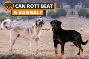 Can a Rottweiler Beat a Kangal?