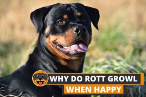 Why do Rottweilers Growl when they are Happy?